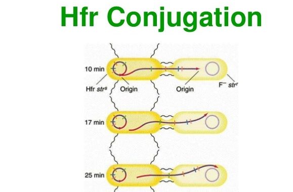 High frequency recombination (Hfr) cell conjugation and F-prime (F') cell -  Online Biology Notes