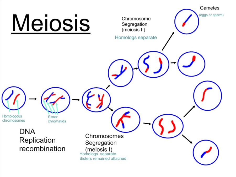 Meiosis Diagram With Labels