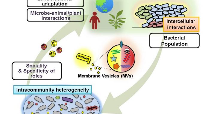 Microbial ecology and Role of microorganism in ecosystem - Online Biology  Notes