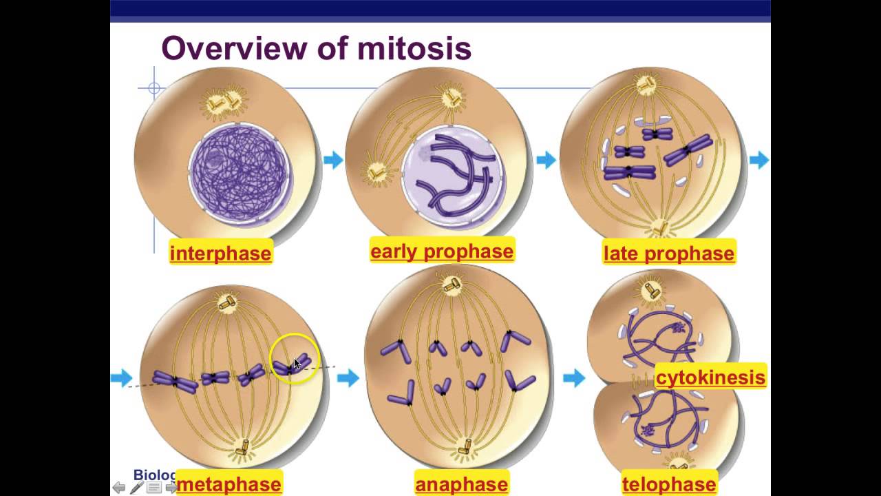 Mitosis: mitotic cell division, stages and significance - Online Biology  Notes