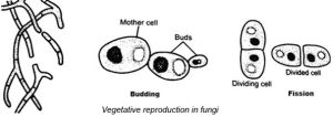 Reproduction in fungi: asexual and sexual methods - Online Biology Notes