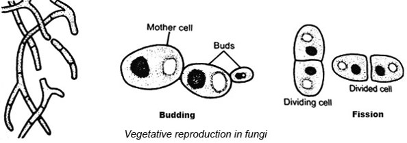 Fungi are reproduced by