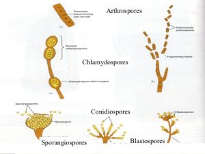 Reproduction in fungi: asexual and sexual methods - Online Biology Notes