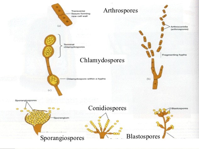 Reproduction in fungi: asexual and sexual methods