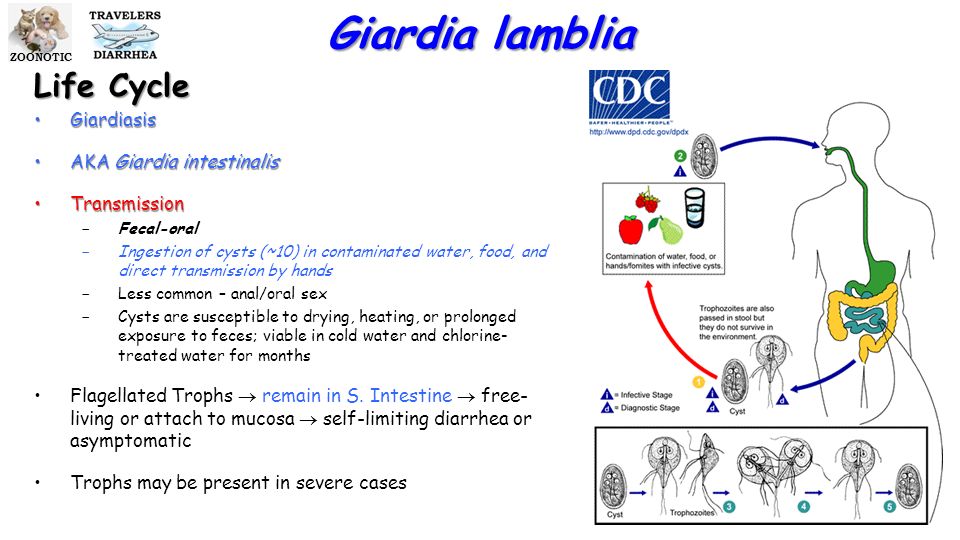 Giardiasis life cycle in humans. Giardia intestinalis zajímavý střevní prvok