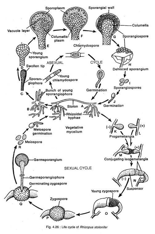 Gallery of Rhizopus Life Cycle.