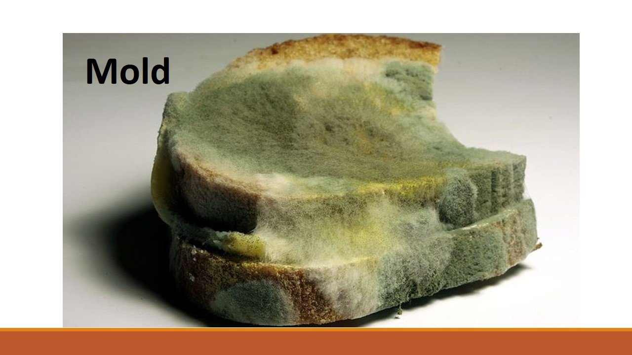 7+ Black Bread Mold Is An Example Of Which Fungus - Realestate Photos