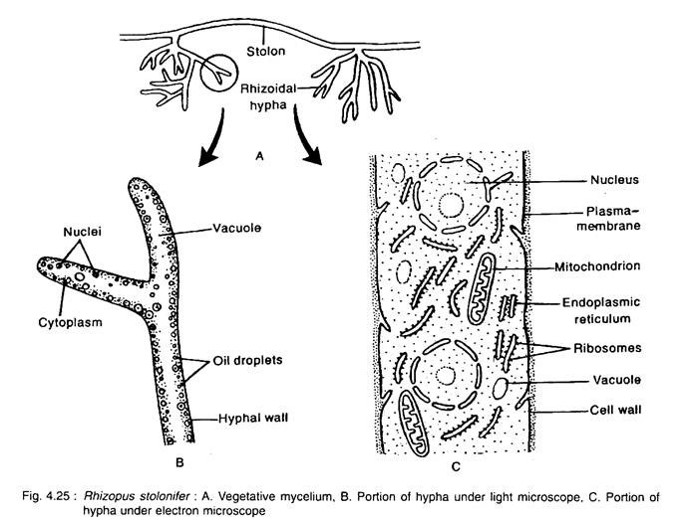 Solved Label This Diagram Of Black Bread Mold Structure Solved Label This Diagram Of Black Bread Mold Structure