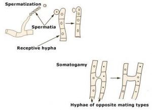Reproduction in fungi: asexual and sexual methods - Online Biology Notes