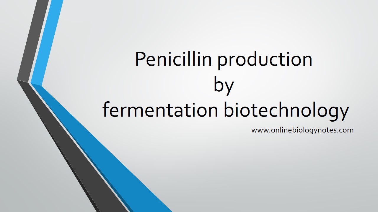 Penicillin production commercially by fermentation biotechnology - Online Biology Notes