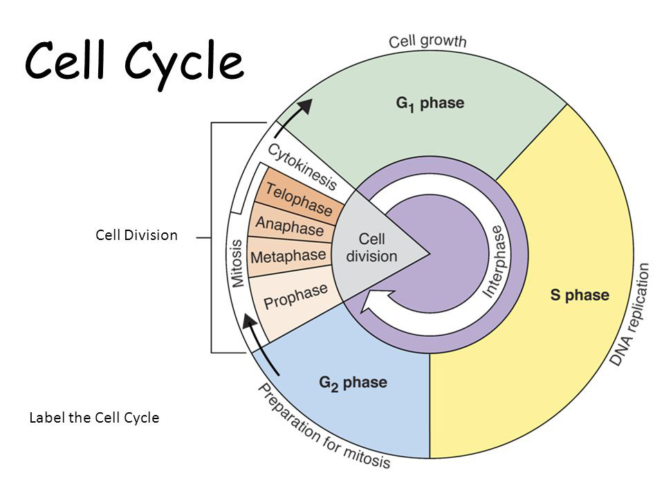 Phases of Cell cycle - Online Biology Notes