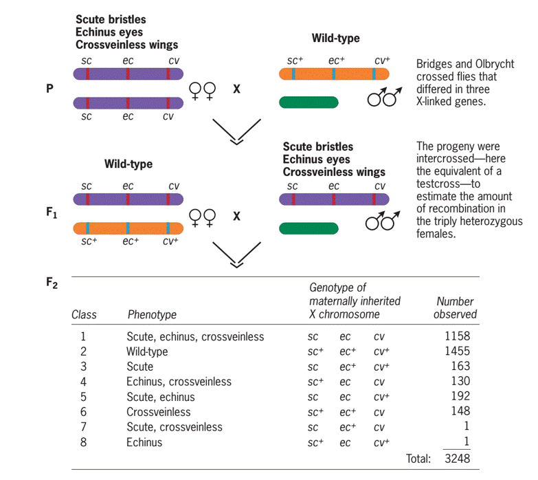 Three Point Test Cross: Multiple Point Gene Mapping