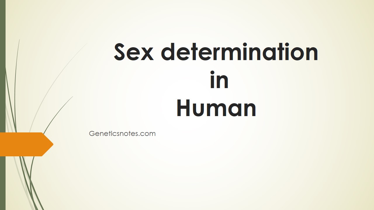 environmental sex determination