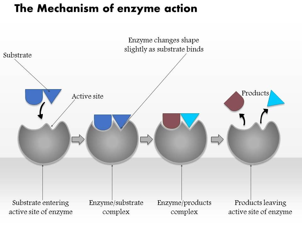 good hypothesis for enzymes