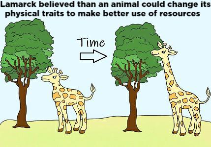 Lamarckism- theory of inheritance of acquired character with evidence and  criticism - Online Biology Notes