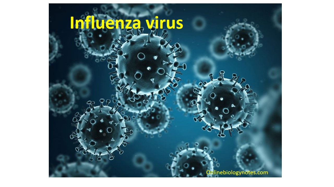 Influenza virus-Structure, Types, Nomenclature, Transmission