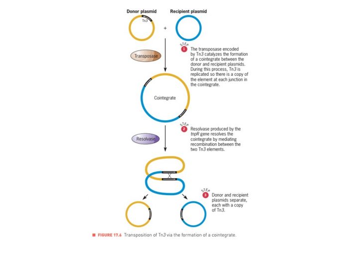 Transposable elements: characteristics and mechanisms of transposition ...