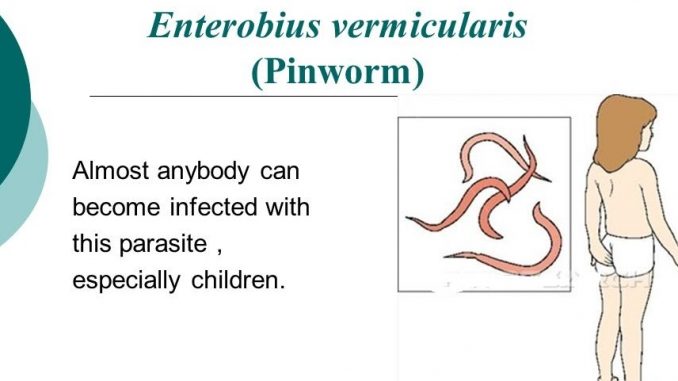 Enterobius vermicularis yumurtalari - Enterobius vermicularis kind. Enterobius vermicularis oxiuris