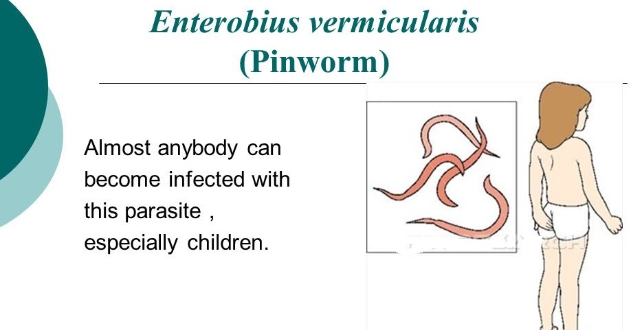 Enterobiasis pathogenesis