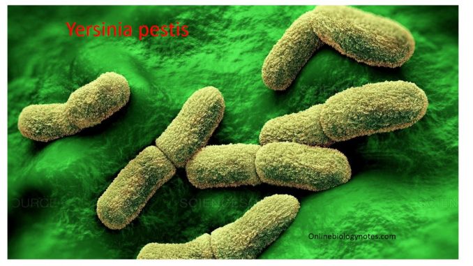 Yersinia pestis characteristics image
