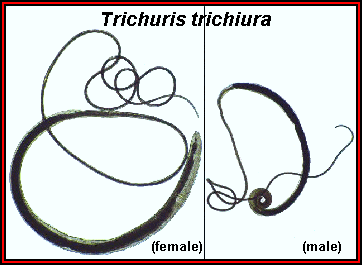 A trichocephalus életciklusa, A trichocephalosis patogenezise. A trichocephalosis patogenezise