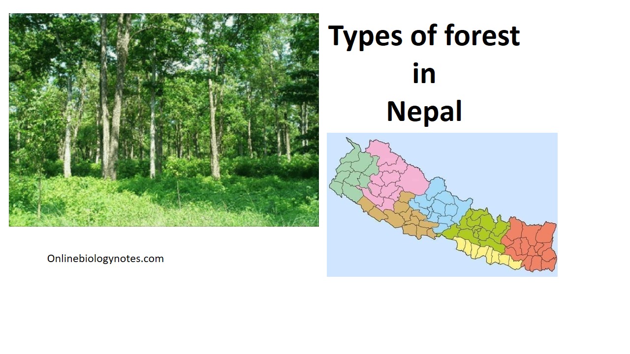 Types of Forest in Nepal - Online Biology Notes