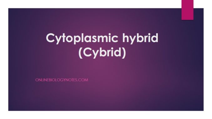 Cytoplasmic hybrid (Cybrid)-applications and limitations