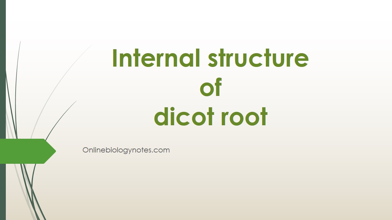 Internal structure of dicot root - Online Biology Notes