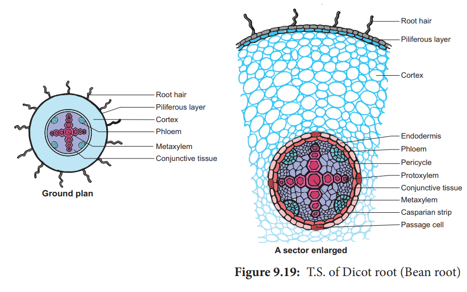 Dicot Root Cross Section