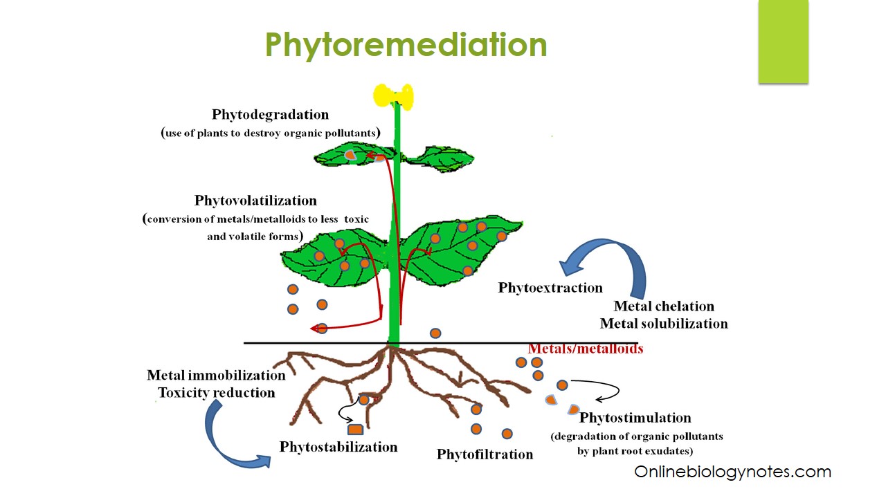 Phytoremediation: Classification, Mechanisms, Applications and limitations  - Online Biology Notes