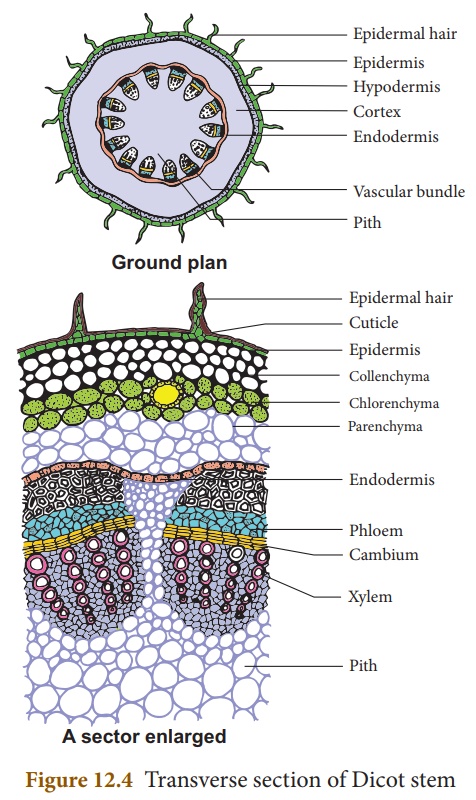 Internal structure of dicot stem - Online Biology Notes