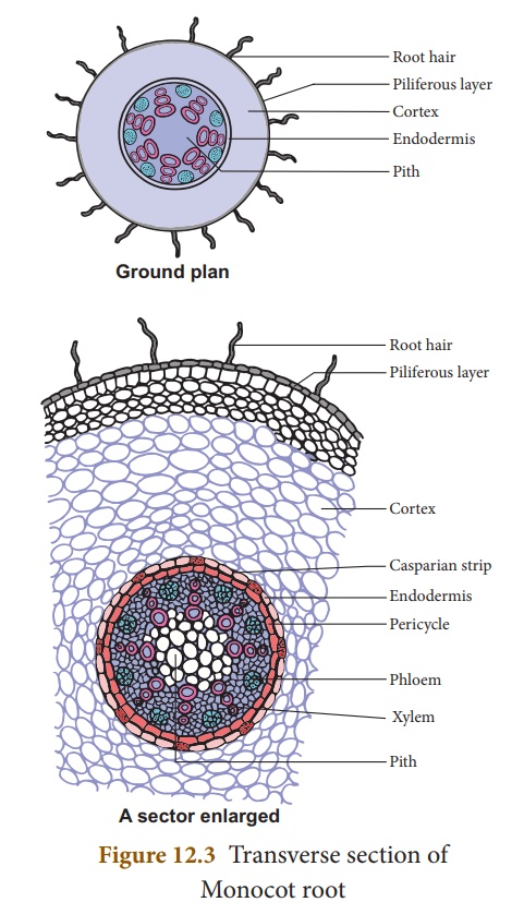 Internal structure of Monocot root - Online Biology Notes