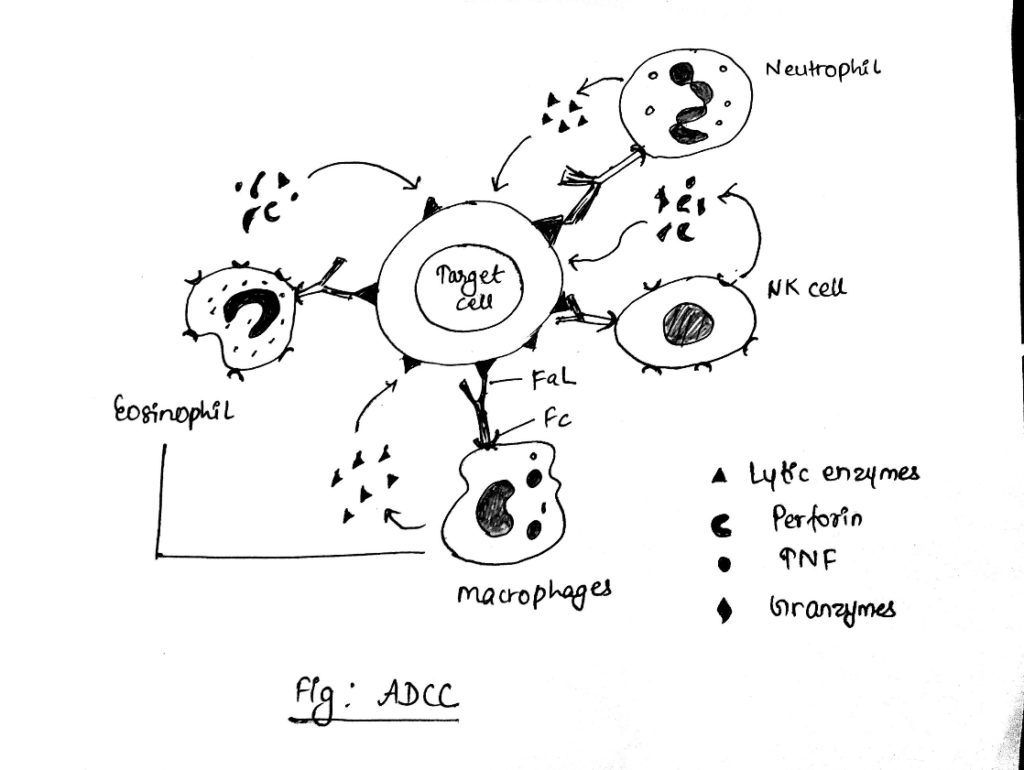 Antibody dependent cellular cytotoxicity