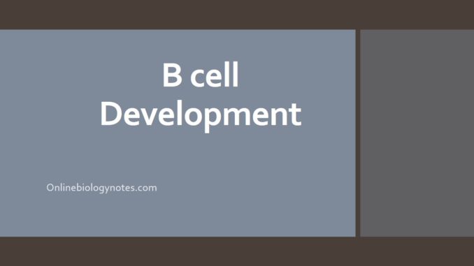 B cell development