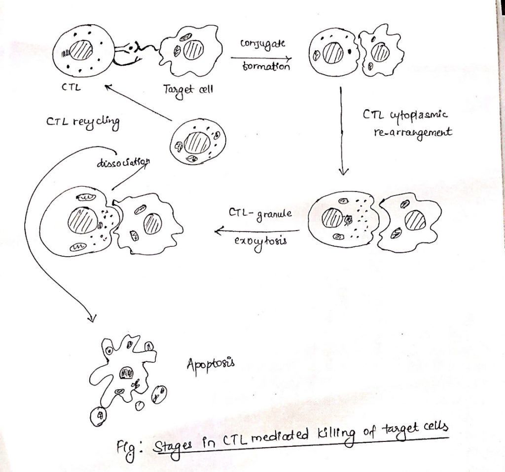Stages in cytotoxic T lymphocytes mediated killing of target cells