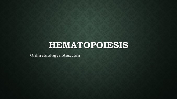 Hematopoiesis: Types of Haematopoietic stem cells, Process and Regulation