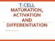 T-cell maturation, activation and differentiation