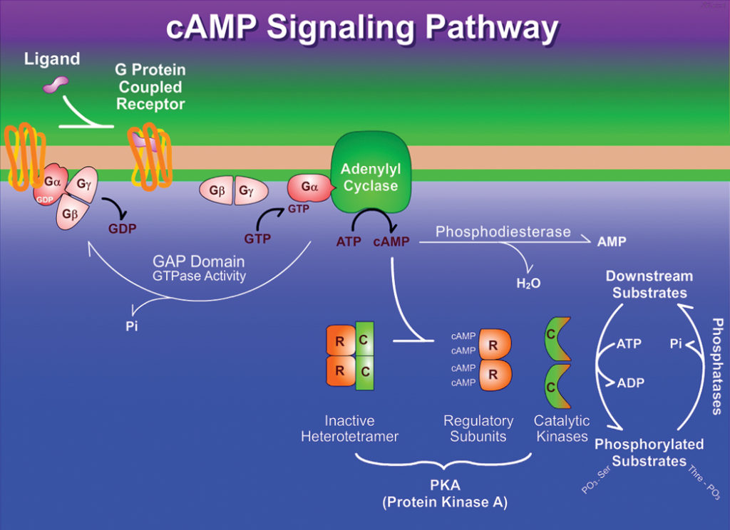 G Protein Coupled Receptor Gpcr Signaling Pathway Gpc - vrogue.co