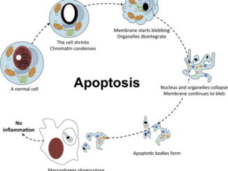 Apoptosis (Programmed cell death)