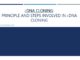 cDNA cloning: Principle and steps involved in cDNA cloning