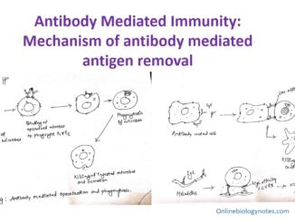 Antibody Mediated Immunity (AMI): Activation and mechanism of antibody mediated antigen removal