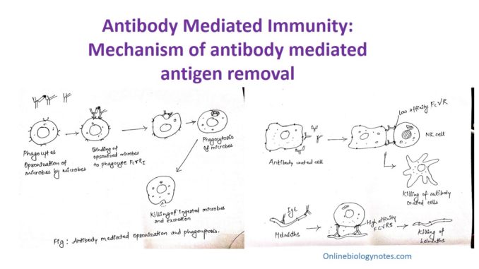 Antibody Mediated Immunity (AMI): Activation and mechanism of antibody mediated antigen removal