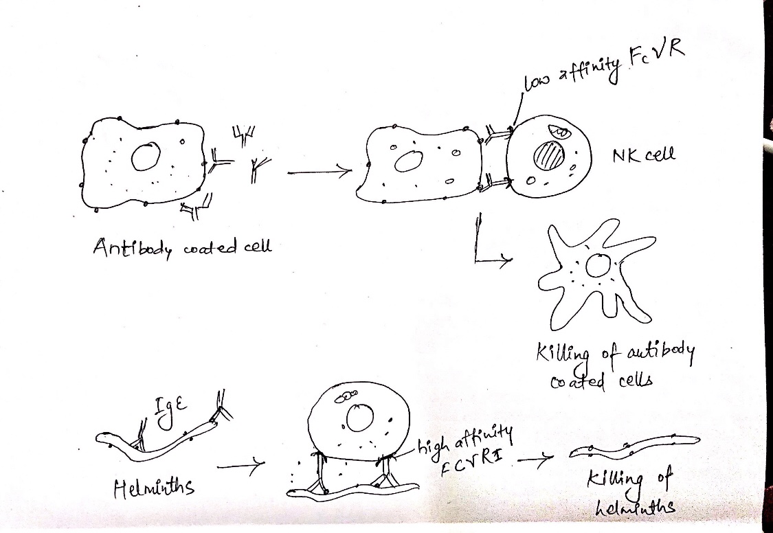 Antibody Mediated Immunity (AMI): Activation and mechanism of antibody ...
