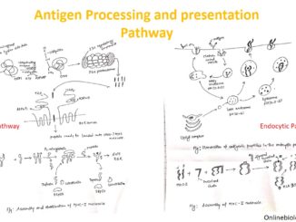 Antigen processing and presentation: Cytosolic and Endocytic pathway