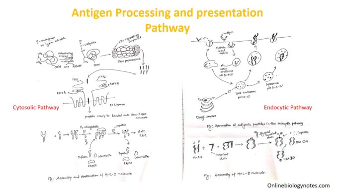 Antigen processing and presentation: Cytosolic and Endocytic pathway