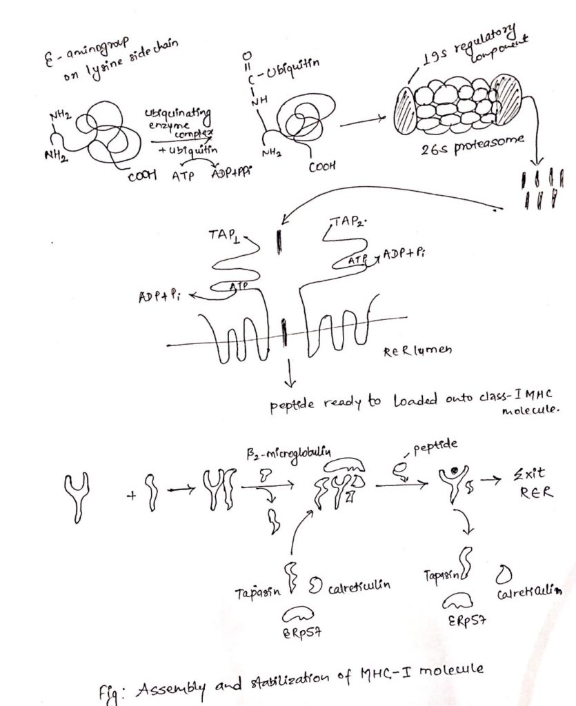 explain the process of antigen presentation