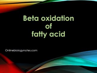 Beta Oxidation of fatty acid