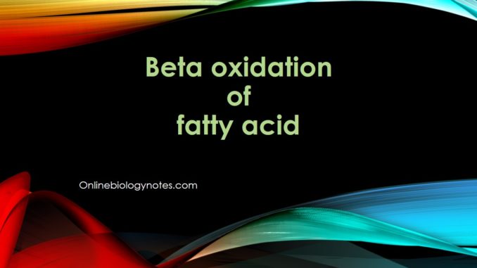 Beta Oxidation of fatty acid