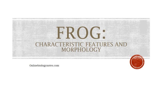 Frog: Characteristic features and morphology