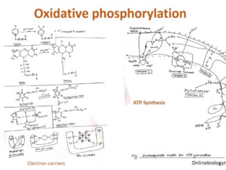 Oxidative phosphorylation: Electron transport chain and ATP synthesis